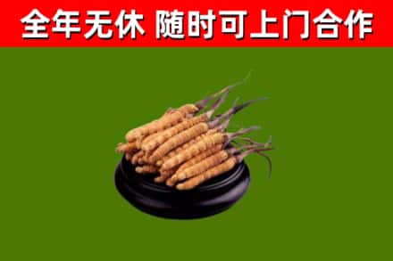 城关区回收冬虫夏草