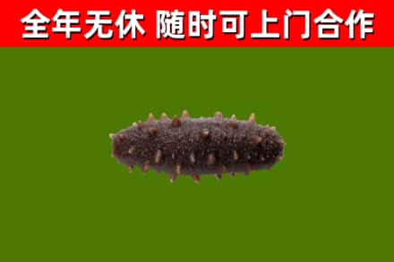 城关区回收海参干
